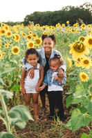 Sunflowers Elysia